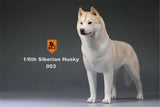 Mr.Z 1/6 Siberian Husky Figure