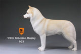 Mr.Z 1/6 Siberian Husky Figure