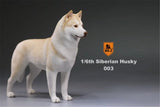 Mr.Z 1/6 Siberian Husky Figure