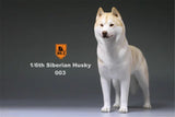 Mr.Z 1/6 Siberian Husky Figure