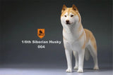 Mr.Z 1/6 Siberian Husky Figure