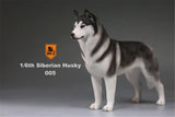 Mr.Z 1/6 Siberian Husky Figure