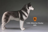 Mr.Z 1/6 Siberian Husky Figure