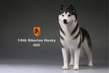 Mr.Z 1/6 Siberian Husky Figure