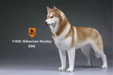 Mr.Z 1/6 Siberian Husky Figure