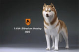 Mr.Z 1/6 Siberian Husky Figure