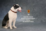 Mr.Z American Staffordshire Terrier Figure