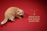 Mr.Z 1/6 Exotic Shorthair Figure