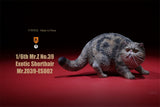 Mr.Z 1/6 Exotic Shorthair Figure