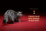 Mr.Z 1/6 Exotic Shorthair Figure