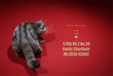 Mr.Z 1/6 Exotic Shorthair Figure