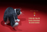 Mr.Z 1/6 Exotic Shorthair Figure