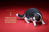 Mr.Z 1/6 Exotic Shorthair Figure