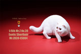 Mr.Z 1/6 Exotic Shorthair Figure