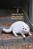 Mr.Z 1/6 Exotic Shorthair Figure