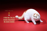 Mr.Z 1/6 Exotic Shorthair Figure