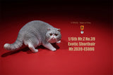 Mr.Z 1/6 Exotic Shorthair Figure