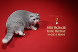 Mr.Z 1/6 Exotic Shorthair Figure