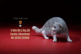 Mr.Z 1/6 Exotic Shorthair Figure