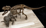 Tyrannosaurus Rex VS Triceratops Scene Skeleton Model