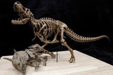 Tyrannosaurus Rex VS Triceratops Scene Skeleton Model
