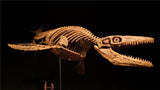 1/25 Mosasaurus Skeleton Model