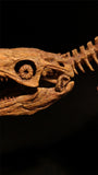 1/25 Mosasaurus Skeleton Model