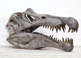 1/10 Spinosaurus Head Skeleton Skeleton Model