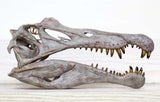 1/10 Spinosaurus Head Skeleton Skeleton Model