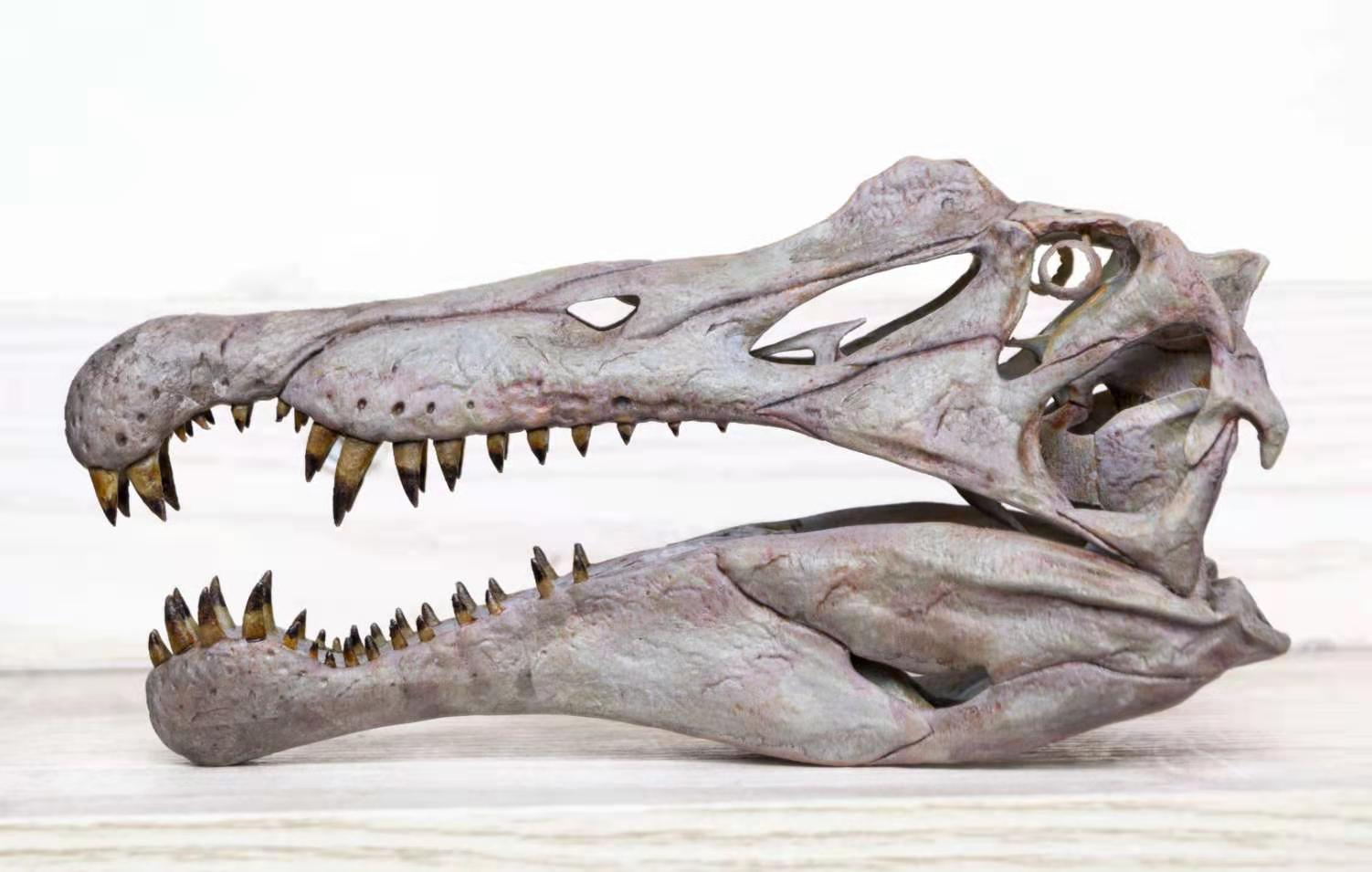1/10 Spinosaurus Head Skeleton Skeleton Model