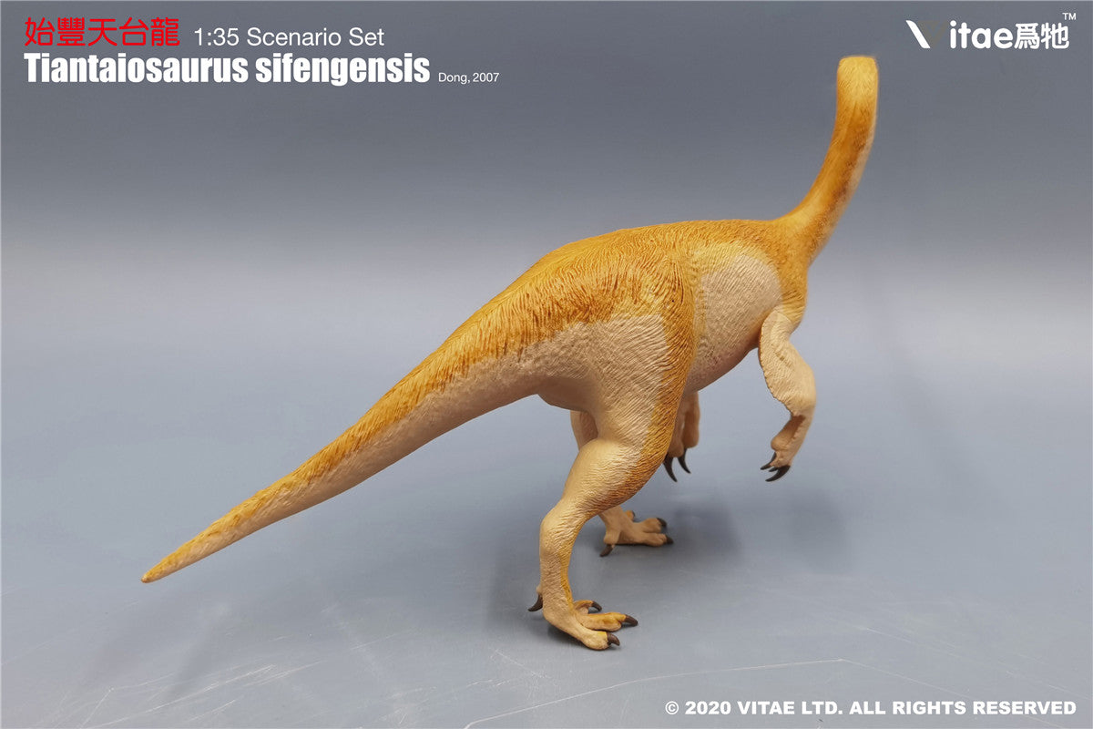 Vitae Tiantaiosaurus sifengensis Dong B Model