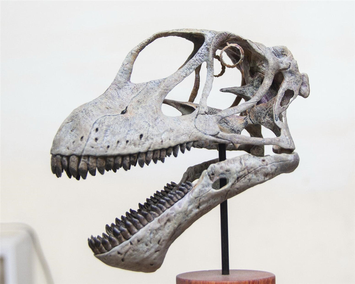 Mamenchisaurus youngi Skull Skeleton Model