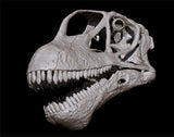 Mamenchisaurus youngi Skull Skeleton Model