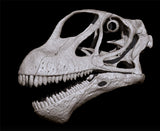 Mamenchisaurus youngi Skull Skeleton Model