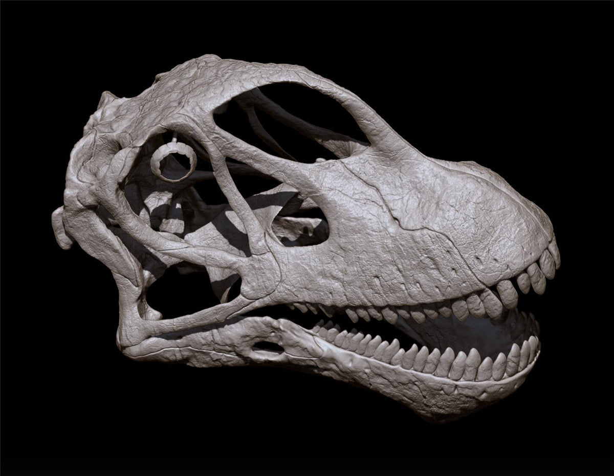 Mamenchisaurus youngi Skull Skeleton Model