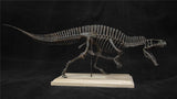 1/20 Acrocanthosaurus Skull Skeleton Model