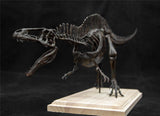 1/20 Acrocanthosaurus Skull Skeleton Model