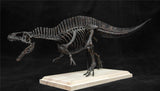 1/20 Acrocanthosaurus Skull Skeleton Model