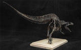 1/20 Acrocanthosaurus Skull Skeleton Model