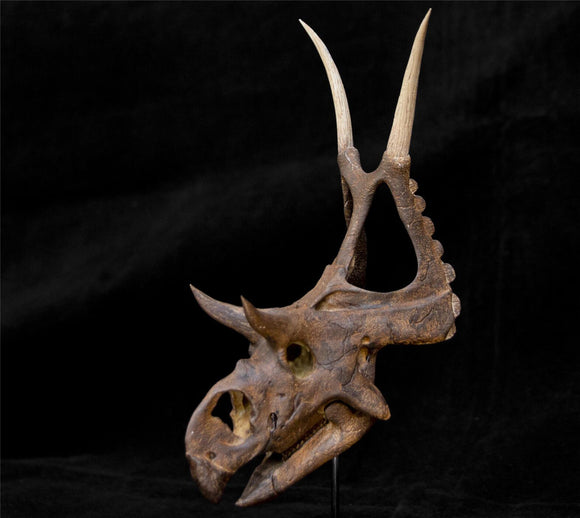 Diabloceratops Skull Skeleton Model