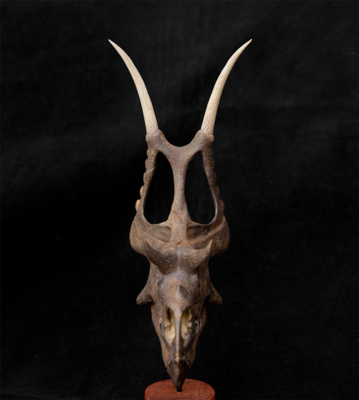 Diabloceratops Skull Skeleton Model