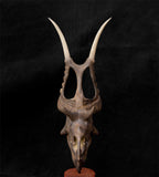 Diabloceratops Skull Skeleton Model