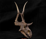 Diabloceratops Skull Skeleton Model