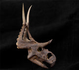 Diabloceratops Skull Skeleton Model