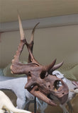 Diabloceratops Skull Skeleton Model