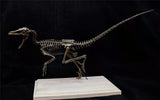 1/4 Velociraptor Skeleton Model