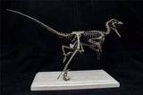 1/4 Velociraptor Skeleton Model