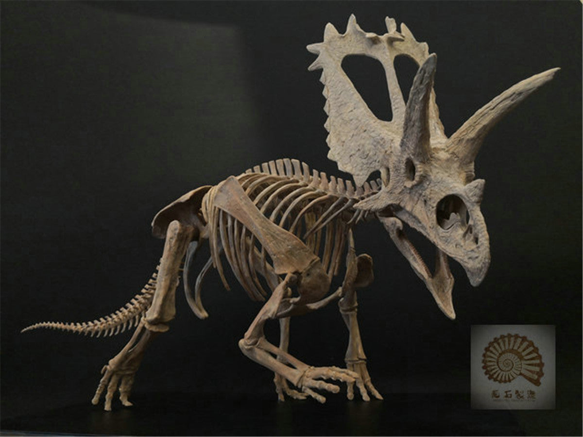 1/10 Pentaceratops Skeleton Model