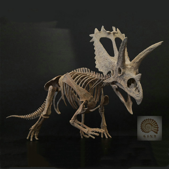 1/10 Pentaceratops Skeleton Model
