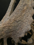 1/10 Pentaceratops Skeleton Model
